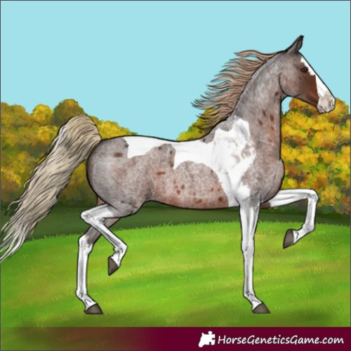 Horse Color:Liver Red Roan Splash Tobiano 