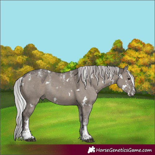 Horse Color:Powder White Platinum White Spotted Silver Grullo Rabicano 
