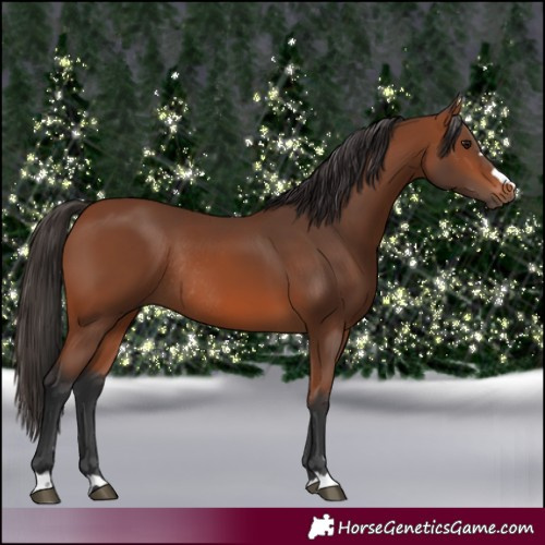 Horse Color:Bay Rabicano 