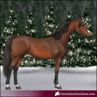 Horse Color:Bay Rabicano