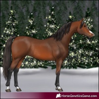 Horse Color:Bay Rabicano 
