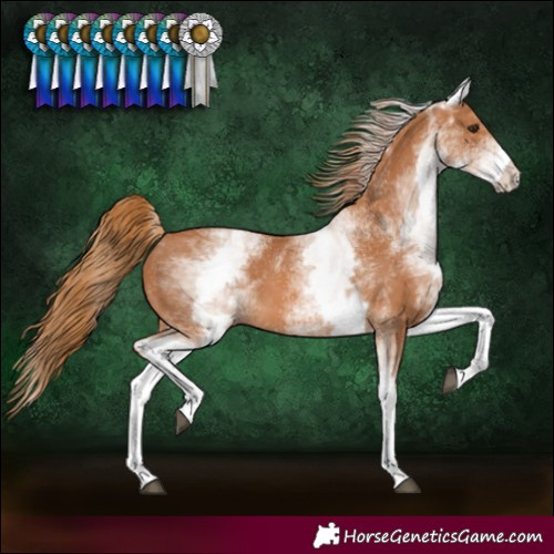 Horse Color:White Spotted Chestnut 