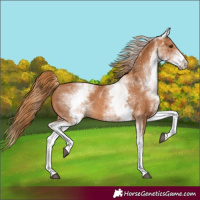 Horse Color:White Spotted Chestnut 