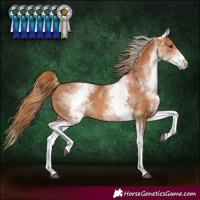 Horse Color:White Spotted Chestnut 