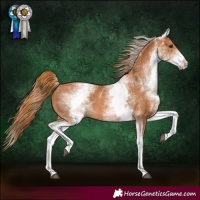Horse Color:White Spotted Chestnut 
