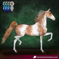 Horse Color:White Spotted Chestnut 