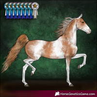 Horse Color:White Spotted Chestnut