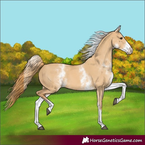 Horse Color:White Spotted Red Dun Tobiano 