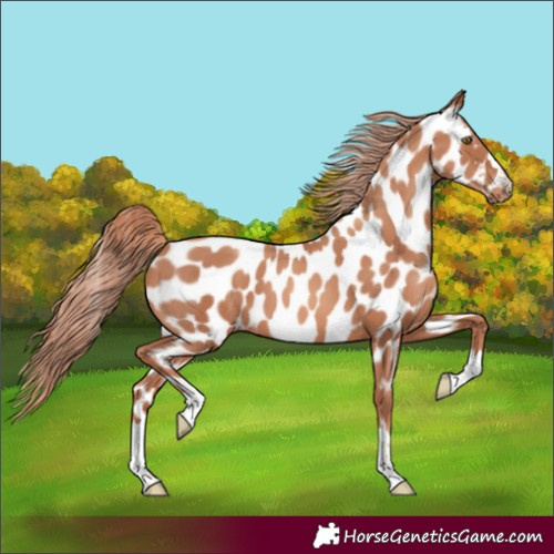 Horse Color:Gold Champagne Appaloosa 