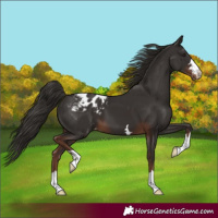 Horse Color:Liver Chestnut Appaloosa 