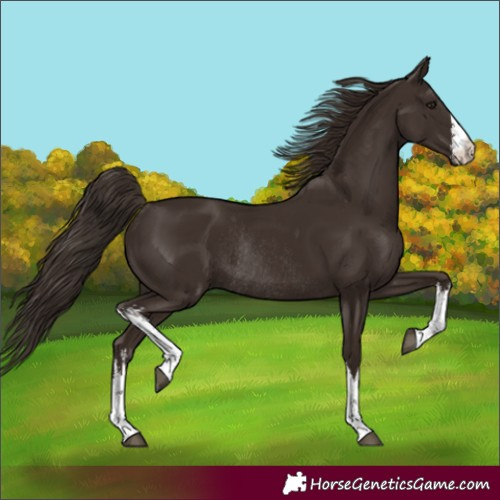 Horse Color:White Spotted Liver Chestnut Rabicano 