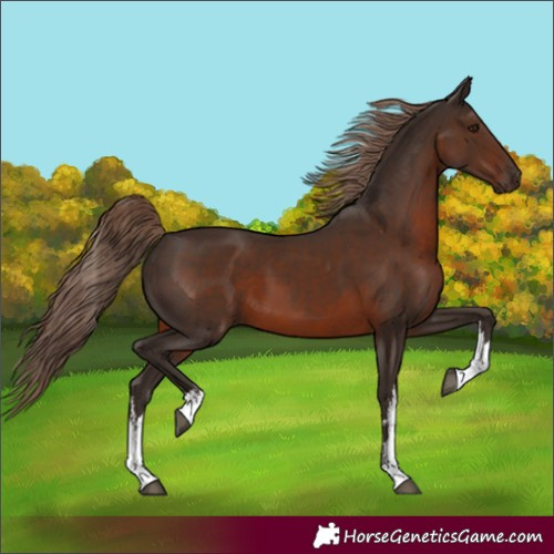 Horse Color:White Spotted Liver Chestnut