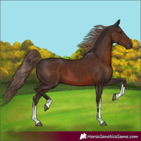 Horse Color:White Spotted Liver Chestnut 