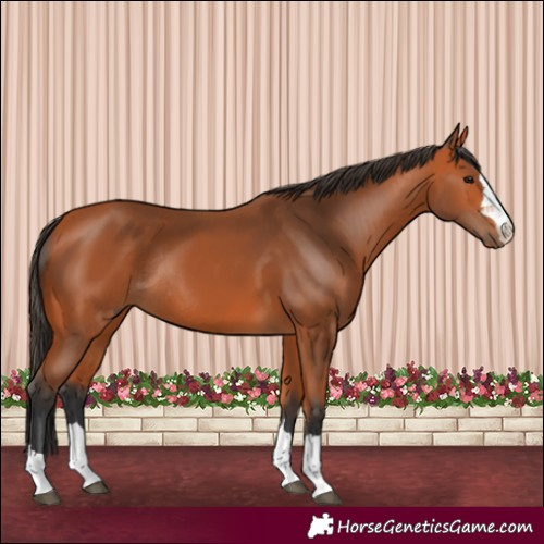 Horse Color:Bay Rabicano 