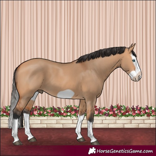 Horse Color:Bay Dun Splash Frame