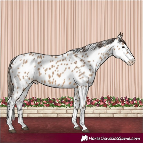 Horse Color:Bay Dun Appaloosa
