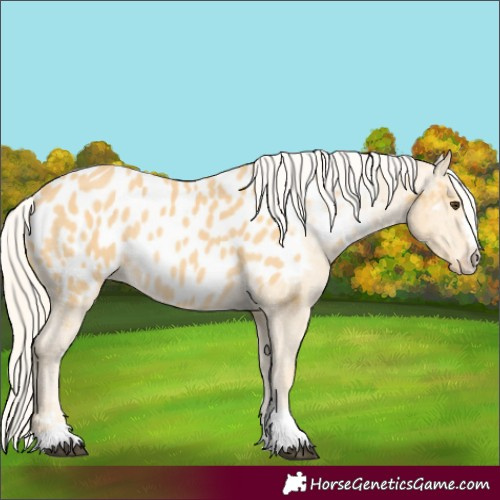 Horse Color:Palomino Appaloosa Rabicano