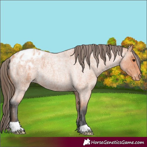 Horse Color:Bay Roan Varnish Rabicano