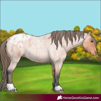 Horse Color:Bay Roan Varnish Rabicano 