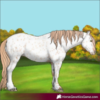 Horse Color:Gold Champagne Near Leopard Rabicano