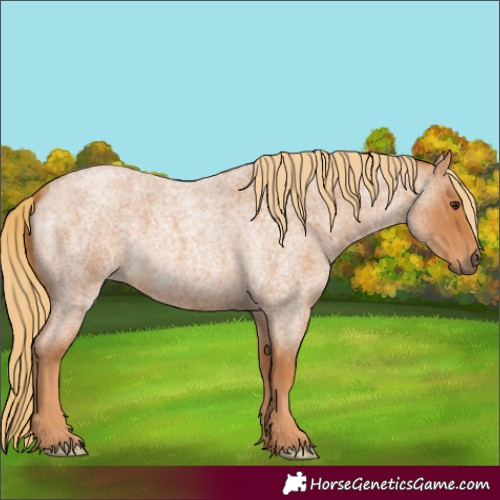 Horse Color:Red Roan 