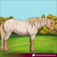 Horse Color:Red Roan