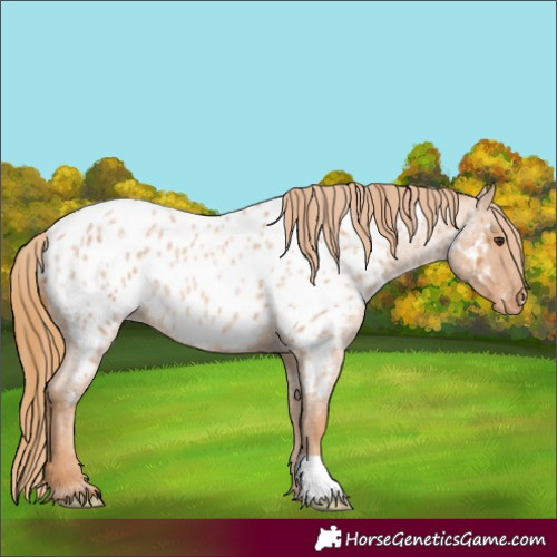 Horse Color:Red Roan Blanket Rabicano 