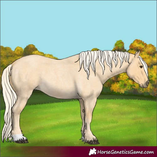 Horse Color:Palomino Roan 