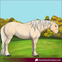 Horse Color:Palomino Roan