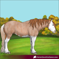 Horse Color:Red Roan Splash 