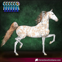 Horse Color:Gold Champagne Dun Splash Leopard