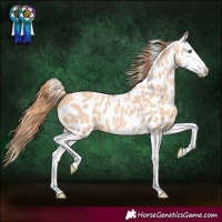 Horse Color:Gold Champagne Dun Splash Appaloosa