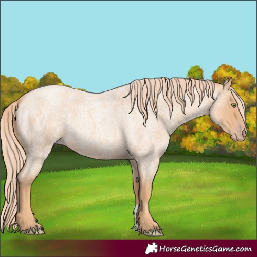 Horse Color:Gold Champagne Roan 
