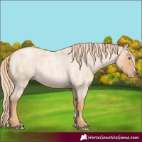 Horse Color:Gold Champagne Roan 