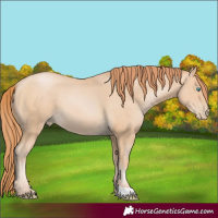 Horse Color:Buckskin Pearl