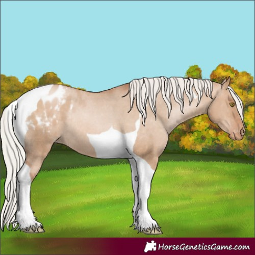 Horse Color:Silver Bay Pearl Dun Tobiano Appaloosa Rabicano 
