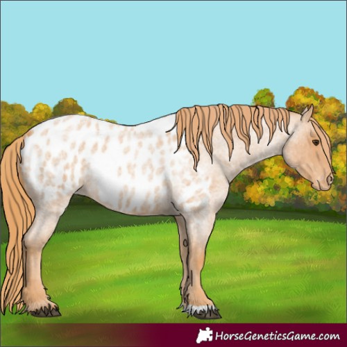 Horse Color:Red Roan Blanket