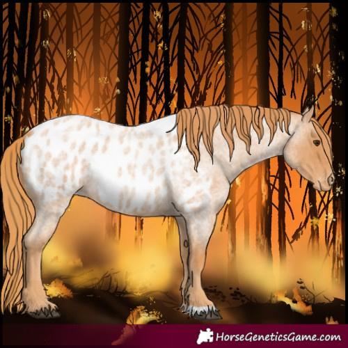 Horse Color:Red Roan Blanket
