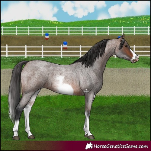 Horse Color:White Spotted Brown Roan Frame