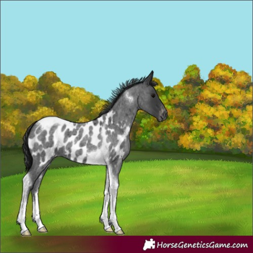 Horse Color:Blue Roan Tobiano Appaloosa 