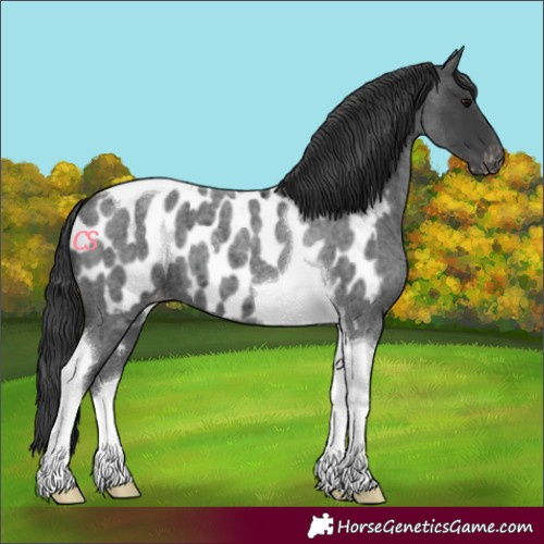 Horse Color:Blue Roan Tobiano Appaloosa