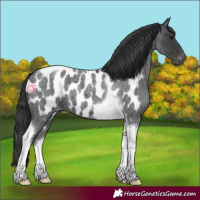 Horse Color:Blue Roan Tobiano Appaloosa