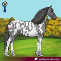 Horse Color:Blue Roan Tobiano Blanket 