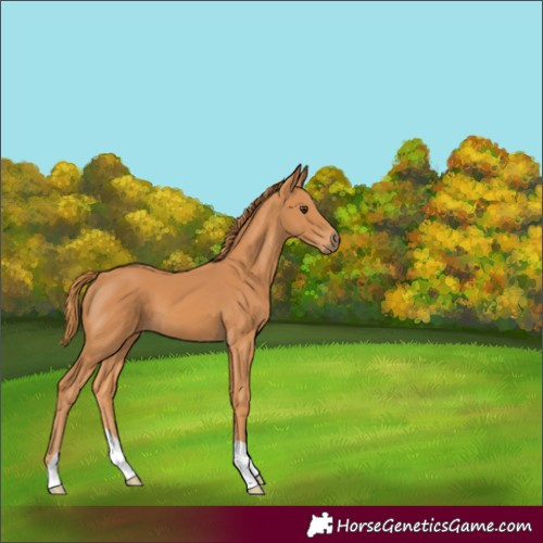 Horse Color:Chestnut 