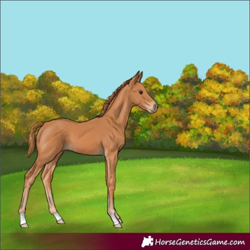 Horse Color:Chestnut 