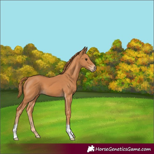 Horse Color:Chestnut 