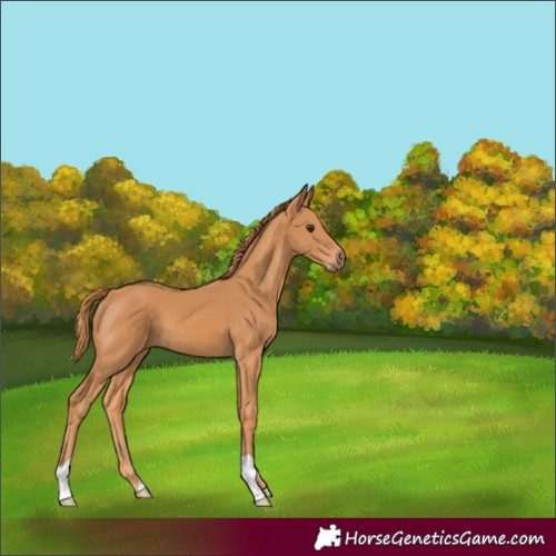 Horse Color:Chestnut 