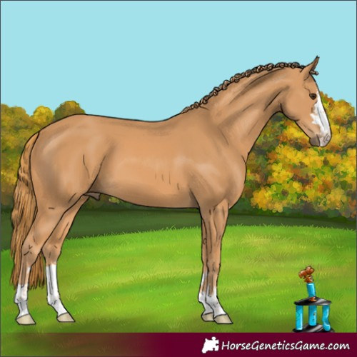 Horse Color:Chestnut 