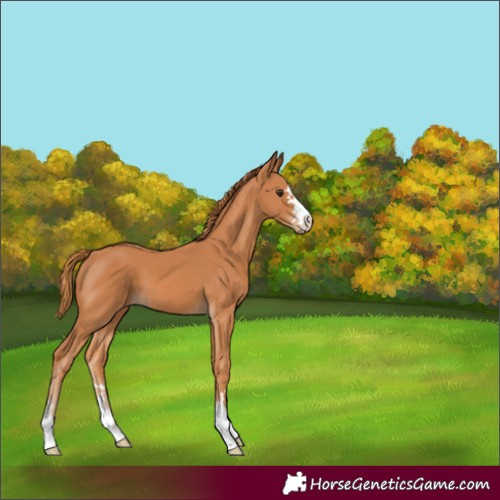 Horse Color:Chestnut 