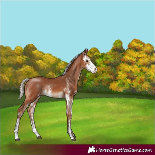 Horse Color:Silver Bay Sabino Rabicano 